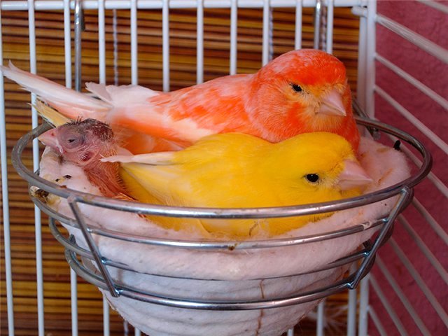 Содержание канареек и уход за ними в Котельниково