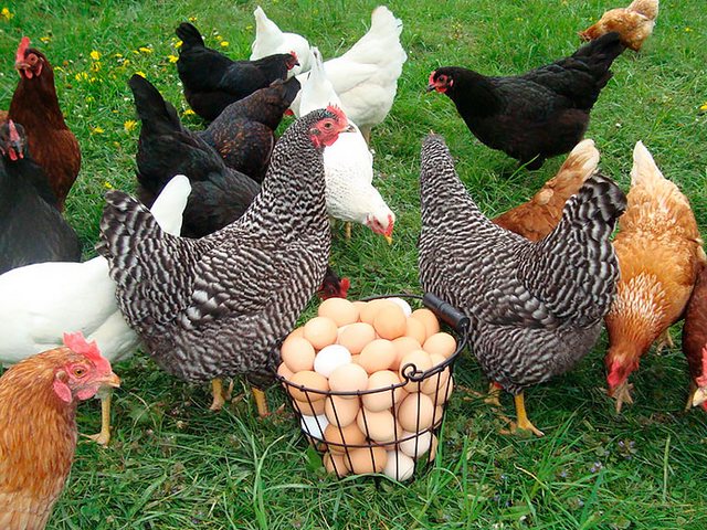 Содержание кур и уход за ними | ЗооТом - продажа, вязка и услуги для животных в Котельниково