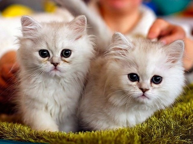 Породы кошек в Котельниково | ЗооТом портал о животных