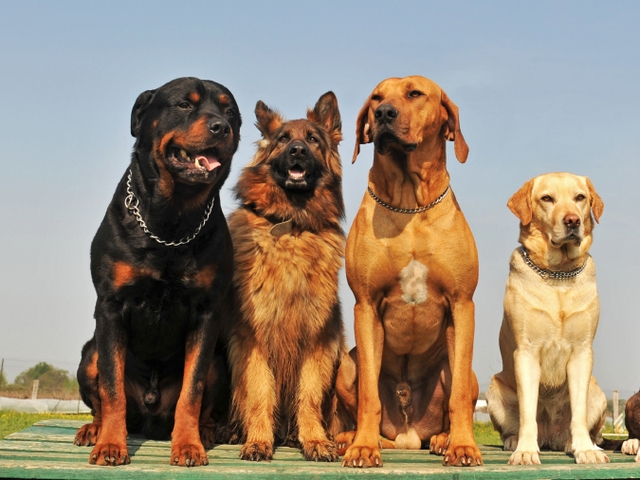 Крупные породы собак в Котельниково | ЗооТом портал о животных